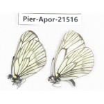 Aporia delavayi delavayi. China, Yunnan, Xiangerila, Mt.Xiaoxueshan. 2M. Pier-Apor-21516.