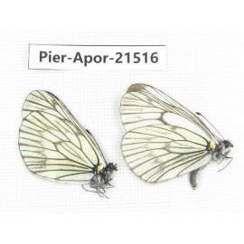 Aporia delavayi delavayi. China, Yunnan, Xiangerila, Mt.Xiaoxueshan. 2M. Pier-Apor-21516.
