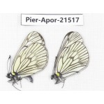 Aporia delavayi delavayi. China, Yunnan, Xiangerila, Mt.Xiaoxueshan. 2M. Pier-Apor-21517.