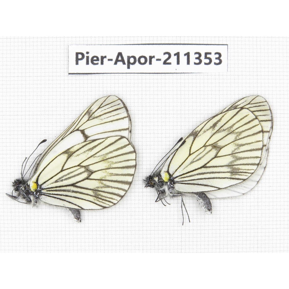 Aporia delavayi delavayi. China, Yunnan, Xiangerila, S of Weixi county. 2M. Pier-Apor-211353.