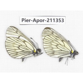 Aporia delavayi delavayi. China, Yunnan, Xiangerila, S of Weixi county. 2M. Pier-Apor-211353.
