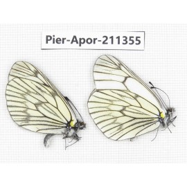 Aporia delavayi delavayi. China, Yunnan, Xiangerila, S of Weixi county. 2M. Pier-Apor-211355.
