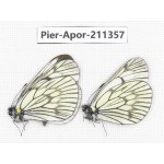 Aporia delavayi delavayi. China, Yunnan, Xiangerila, S of Weixi county. 2M. Pier-Apor-211357.