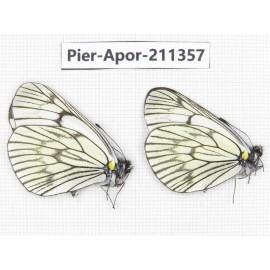 Aporia delavayi delavayi. China, Yunnan, Xiangerila, S of Weixi county. 2M. Pier-Apor-211357.