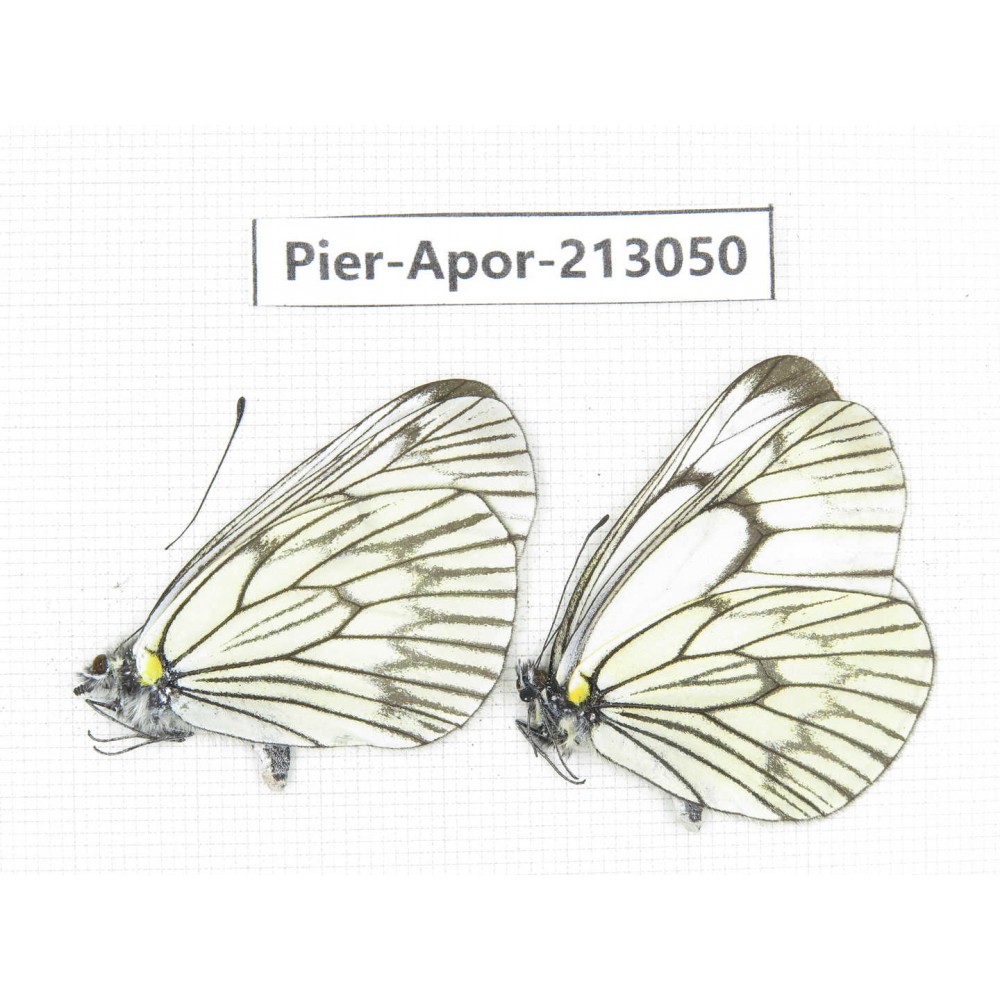 Aporia delavayi delavayi. China, Yunnan, Xiangerila, Weixi county, N of Mt.Yunling. 2M. Pier-Apor-213050.