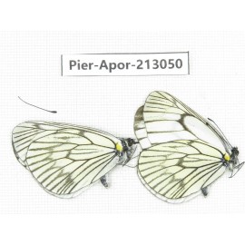 Aporia delavayi delavayi. China, Yunnan, Xiangerila, Weixi county, N of Mt.Yunling. 2M. Pier-Apor-213050.