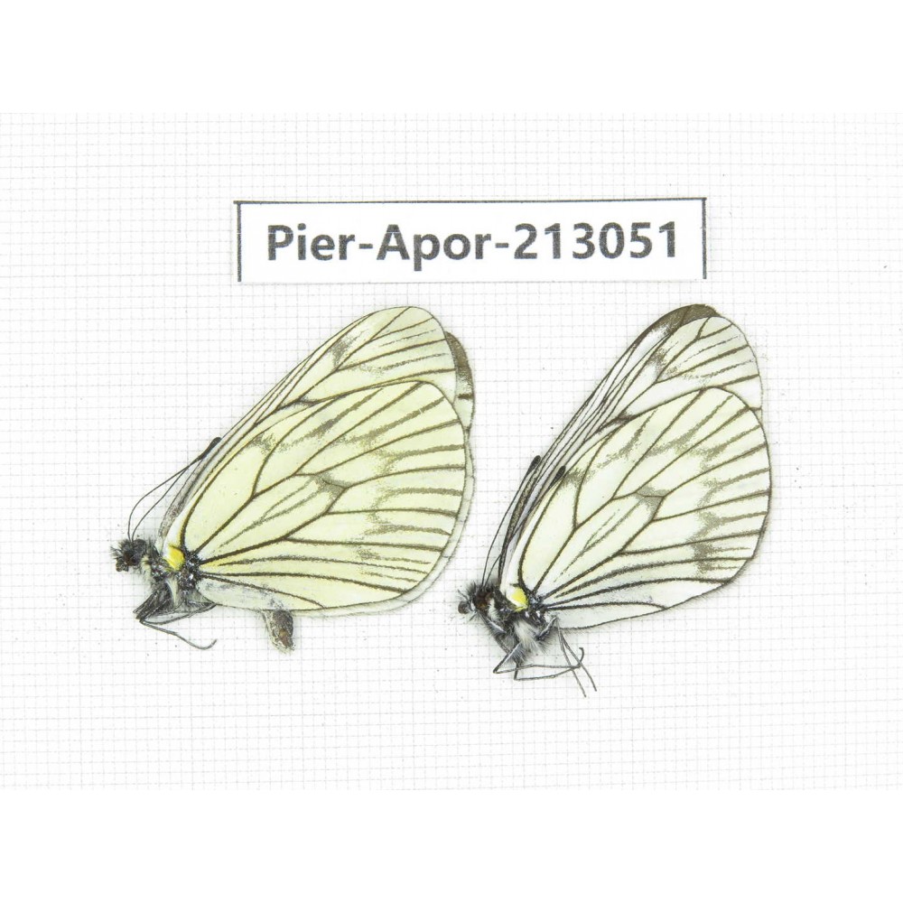Aporia delavayi delavayi. China, Yunnan, Xiangerila, Weixi county, N of Mt.Yunling. 2M. Pier-Apor-213051.