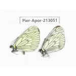 Aporia delavayi delavayi. China, Yunnan, Xiangerila, Weixi county, N of Mt.Yunling. 2M. Pier-Apor-213051.