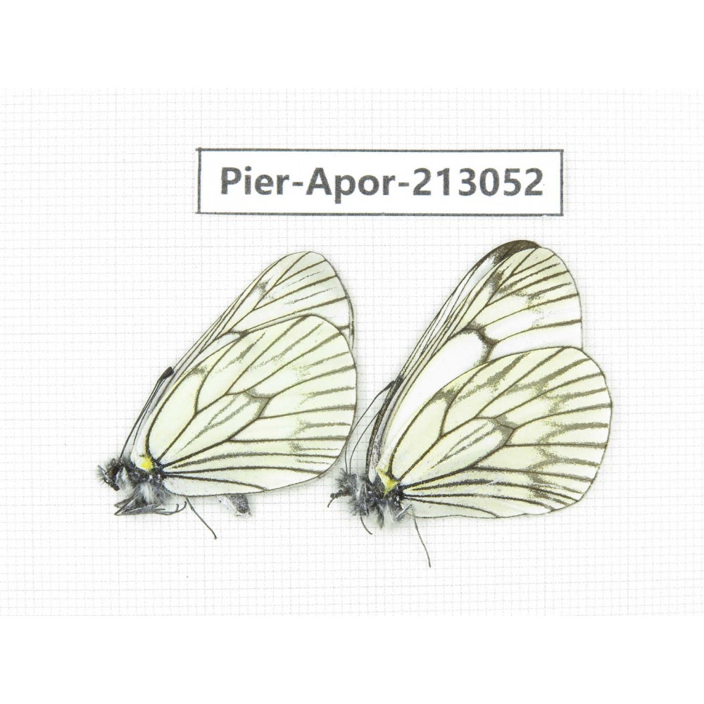 Aporia delavayi delavayi. China, Yunnan, Xiangerila, Weixi county, N of Mt.Yunling. 2M. Pier-Apor-213052.
