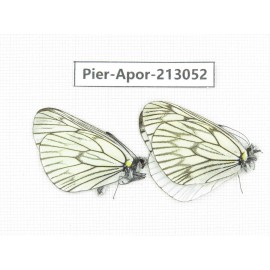 Aporia delavayi delavayi. China, Yunnan, Xiangerila, Weixi county, N of Mt.Yunling. 2M. Pier-Apor-213052.