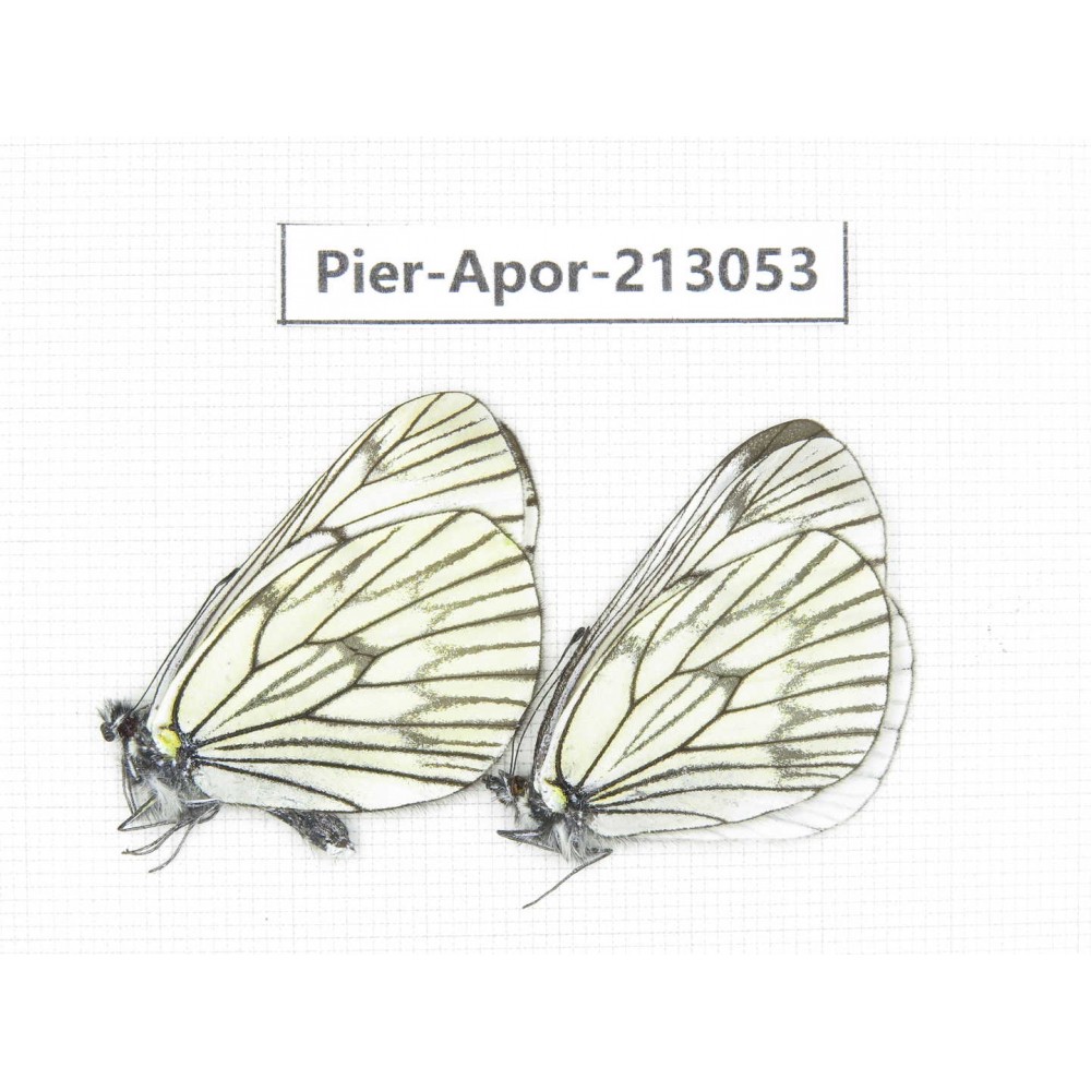 Aporia delavayi delavayi. China, Yunnan, Xiangerila, Weixi county, N of Mt.Yunling. 2M. Pier-Apor-213053.