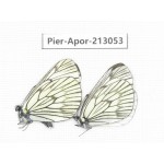 Aporia delavayi delavayi. China, Yunnan, Xiangerila, Weixi county, N of Mt.Yunling. 2M. Pier-Apor-213053.