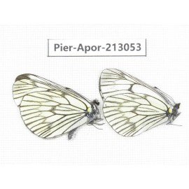 Aporia delavayi delavayi. China, Yunnan, Xiangerila, Weixi county, N of Mt.Yunling. 2M. Pier-Apor-213053.