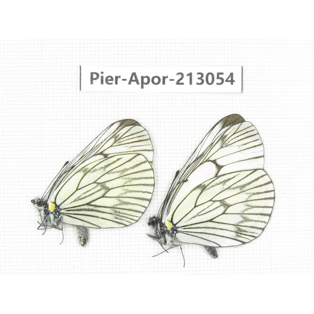 Aporia delavayi delavayi. China, Yunnan, Xiangerila, Weixi county, N of Mt.Yunling. 2M. Pier-Apor-213054.