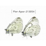 Aporia delavayi delavayi. China, Yunnan, Xiangerila, Weixi county, N of Mt.Yunling. 2M. Pier-Apor-213054.