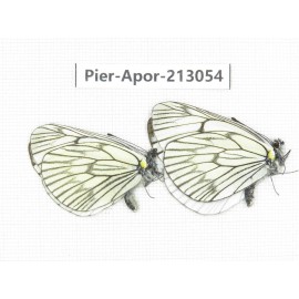 Aporia delavayi delavayi. China, Yunnan, Xiangerila, Weixi county, N of Mt.Yunling. 2M. Pier-Apor-213054.