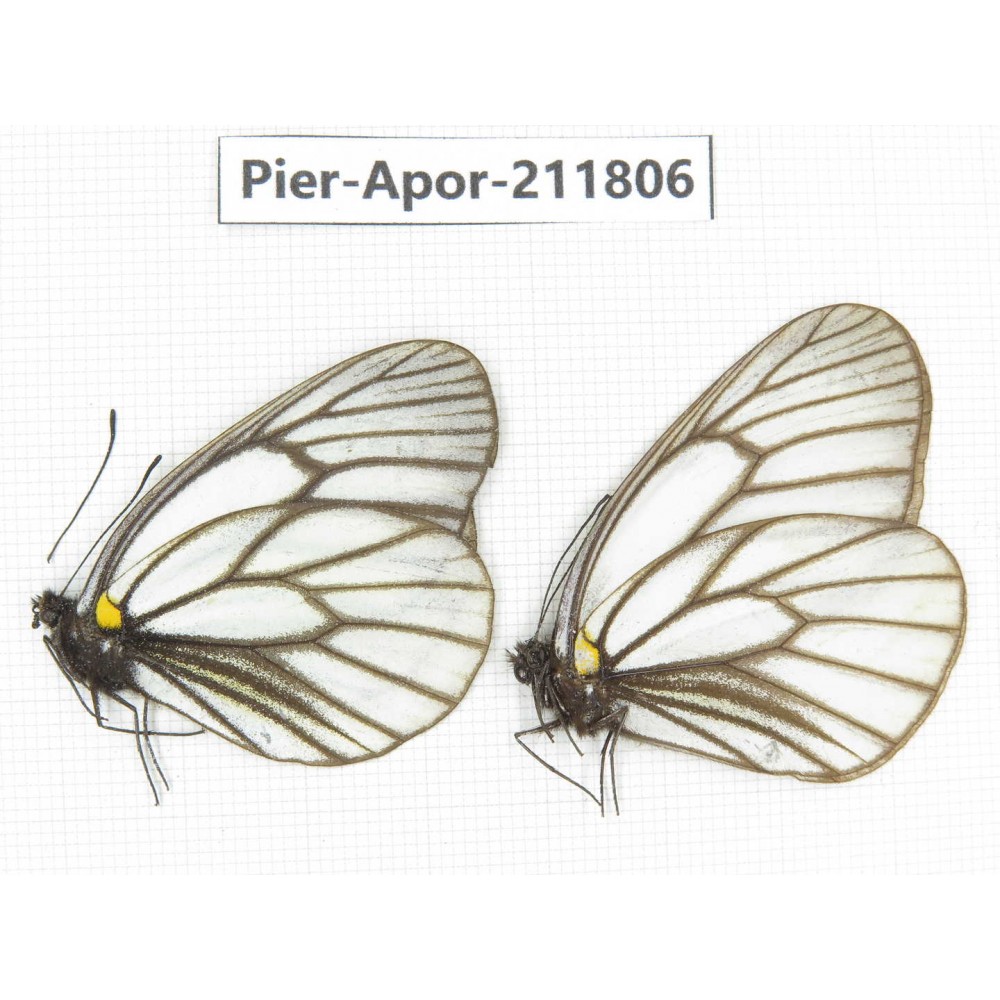Aporia genestieri genestieroides. China, Sichuan, Yajiang county. 2M. Pier-Apor-211806.
