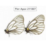 Aporia genestieri genestieroides. China, Sichuan, Yajiang county. 2M. Pier-Apor-211807.