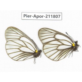 Aporia genestieri genestieroides. China, Sichuan, Yajiang county. 2M. Pier-Apor-211807.