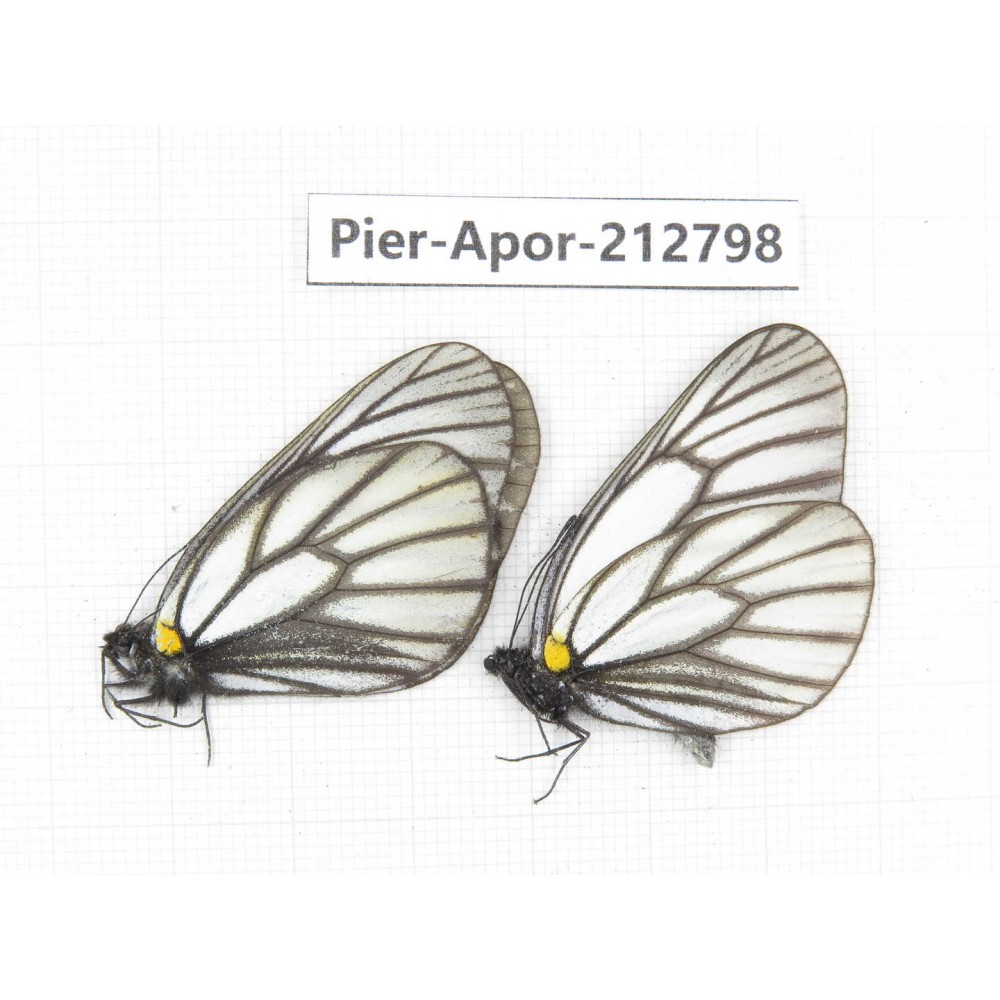 Aporia genestieri genestieroides. China, Yunnan, Xiangerila, Weixi county, N of Mt.Yunling. 2M. Pier-Apor-212798.