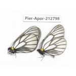 Aporia genestieri genestieroides. China, Yunnan, Xiangerila, Weixi county, N of Mt.Yunling. 2M. Pier-Apor-212798.