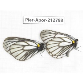 Aporia genestieri genestieroides. China, Yunnan, Xiangerila, Weixi county, N of Mt.Yunling. 2M. Pier-Apor-212798.