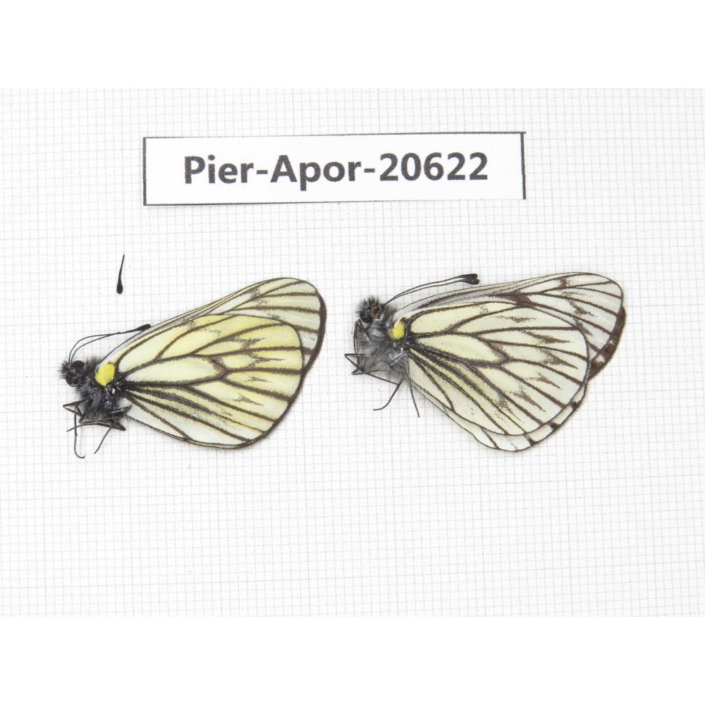 Aporia goutellei goutellei. China, Sichuan, Batang county. 2M. Pier-Apor-20622.