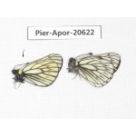 Aporia goutellei goutellei. China, Sichuan, Batang county. 2M. Pier-Apor-20622.