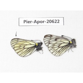 Aporia goutellei goutellei. China, Sichuan, Batang county. 2M. Pier-Apor-20622.