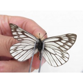 Aporia goutellei goutellei. China, Sichuan, Batang county. 2M. Pier-Apor-20622.