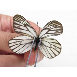 Aporia goutellei goutellei. China, Sichuan, Batang county. 2M. Pier-Apor-20622.