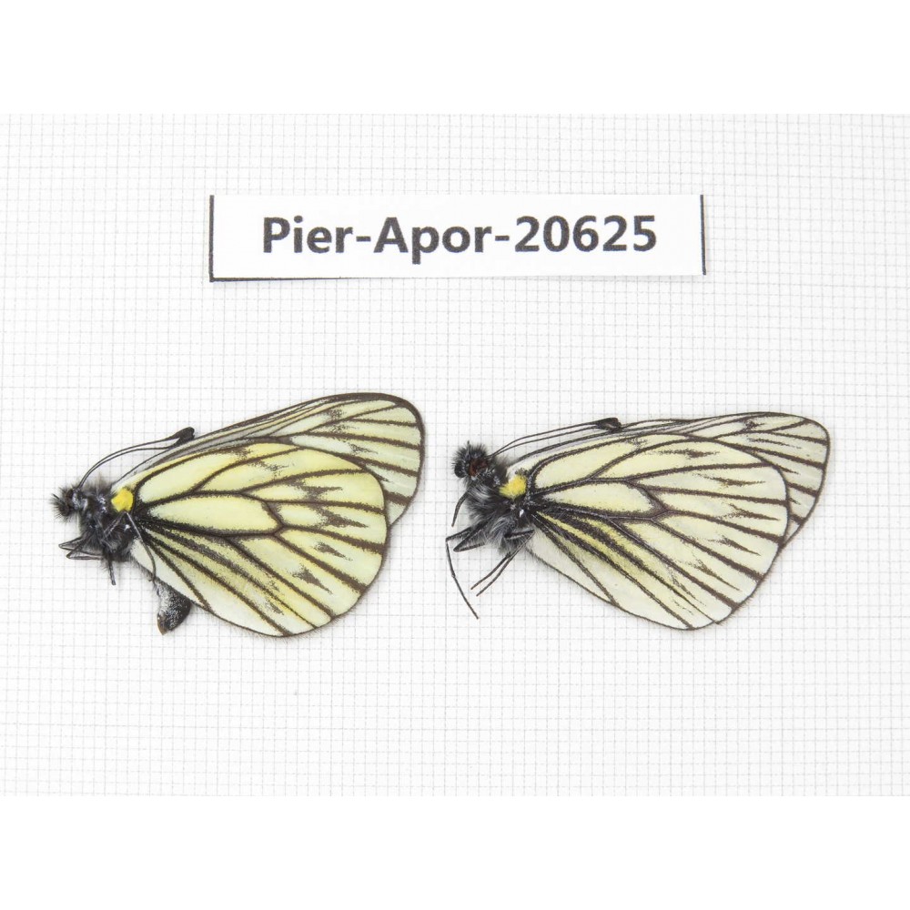 Aporia goutellei goutellei. China, Sichuan, Batang county. 2M. Pier-Apor-20625.