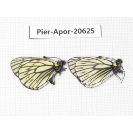 Aporia goutellei goutellei. China, Sichuan, Batang county. 2M. Pier-Apor-20625.