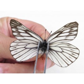 Aporia goutellei goutellei. China, Sichuan, Batang county. 2M. Pier-Apor-20625.