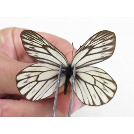 Aporia goutellei goutellei. China, Sichuan, Batang county. 2M. Pier-Apor-20625.