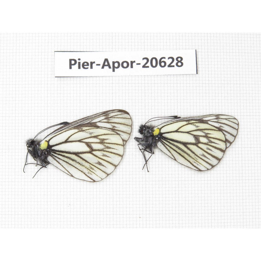 Aporia goutellei goutellei. China, Sichuan, Batang county. 2M. Pier-Apor-20628.