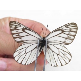 Aporia goutellei goutellei. China, Sichuan, Batang county. 2M. Pier-Apor-20628.