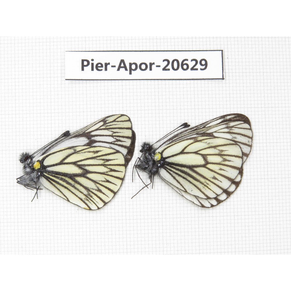 Aporia goutellei goutellei. China, Sichuan, Batang county. 2M. Pier-Apor-20629.