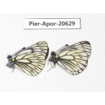 Aporia goutellei goutellei. China, Sichuan, Batang county. 2M. Pier-Apor-20629.