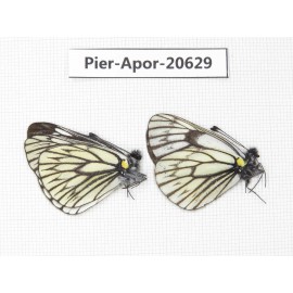 Aporia goutellei goutellei. China, Sichuan, Batang county. 2M. Pier-Apor-20629.