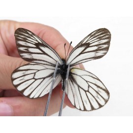 Aporia goutellei goutellei. China, Sichuan, Batang county. 2M. Pier-Apor-20629.