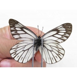 Aporia goutellei goutellei. China, Sichuan, Batang county. 2M. Pier-Apor-20629.