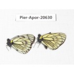 Aporia goutellei goutellei. China, Sichuan, Batang county. 2M. Pier-Apor-20630.