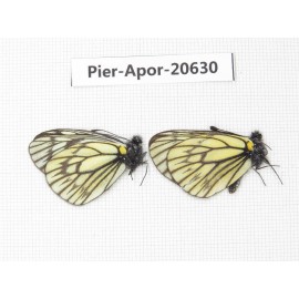 Aporia goutellei goutellei. China, Sichuan, Batang county. 2M. Pier-Apor-20630.