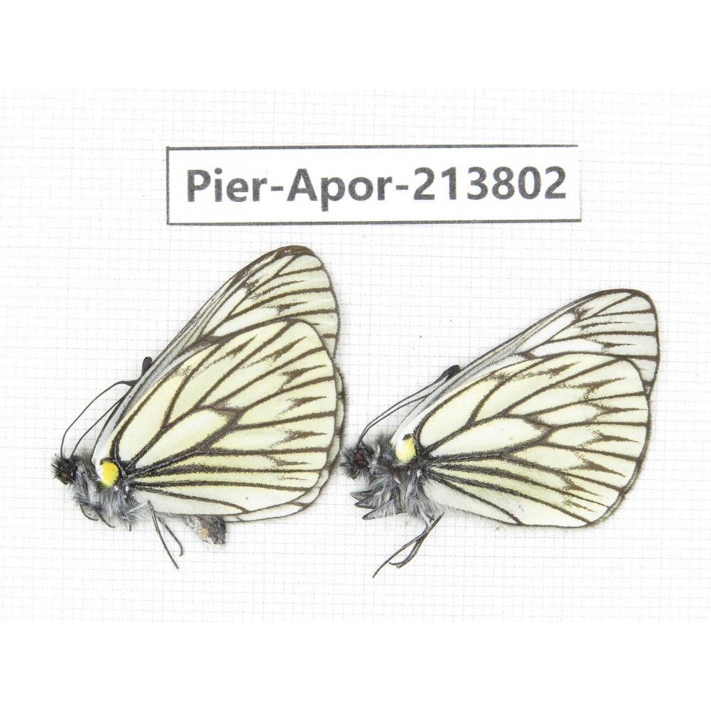 Aporia goutellei xanthina. China, Tibet, Qamdo, Mt. Dongdashan. 2M. Pier-Apor-213802.