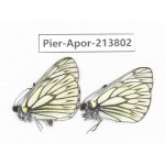Aporia goutellei xanthina. China, Tibet, Qamdo, Mt. Dongdashan. 2M. Pier-Apor-213802.