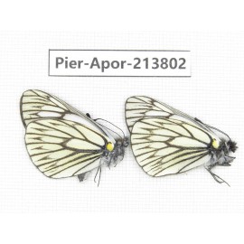 Aporia goutellei xanthina. China, Tibet, Qamdo, Mt. Dongdashan. 2M. Pier-Apor-213802.
