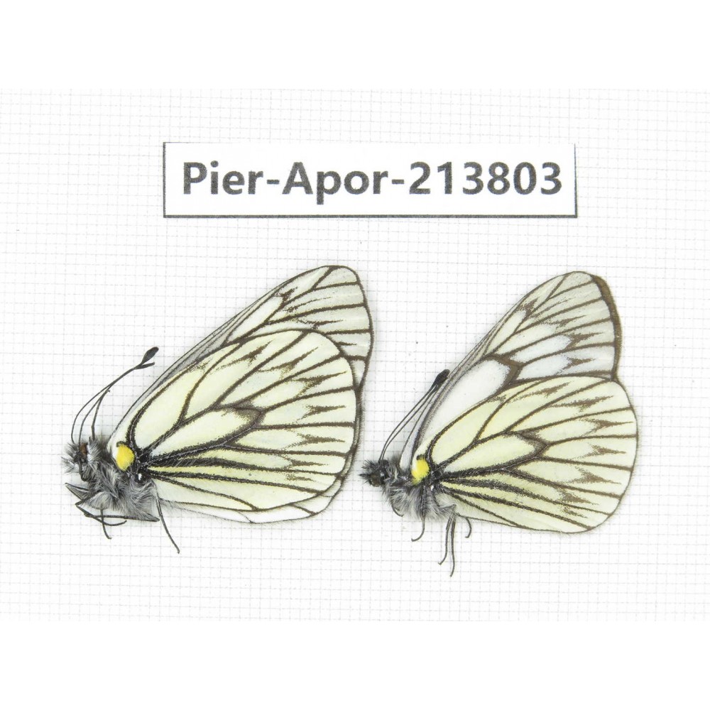 Aporia goutellei xanthina. China, Tibet, Qamdo, Mt. Dongdashan. 2M. Pier-Apor-213803.