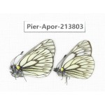 Aporia goutellei xanthina. China, Tibet, Qamdo, Mt. Dongdashan. 2M. Pier-Apor-213803.