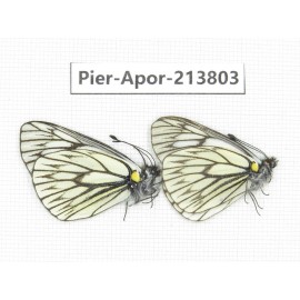 Aporia goutellei xanthina. China, Tibet, Qamdo, Mt. Dongdashan. 2M. Pier-Apor-213803.